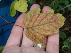 Acer negundo violaceum