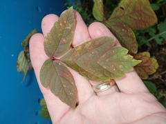 Acer negundo violaceum