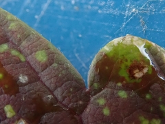 Acer negundo violaceum