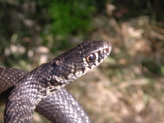 Hierophis viridiflavus carbonarius