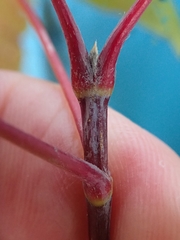 Acer negundo violaceum