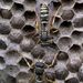 芒馬蜂 - Photo 由 Stefan Heissmann 所上傳的 (c) Stefan Heissmann，保留部份權利CC BY-NC-SA