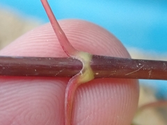 Acer negundo violaceum