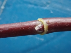 Acer negundo violaceum