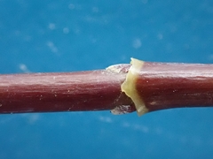 Acer negundo violaceum