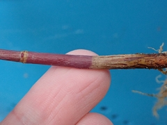 Acer negundo violaceum