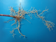 Acer negundo violaceum