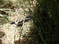 Hierophis viridiflavus carbonarius