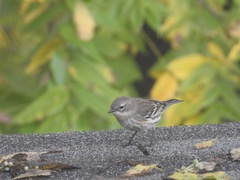 Setophaga coronata