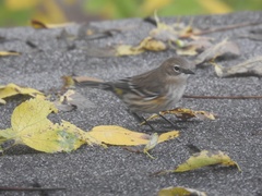 Setophaga coronata