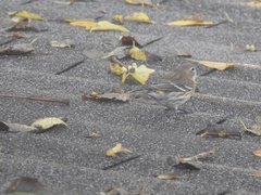 Setophaga coronata
