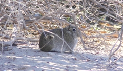 Microcavia australis