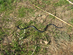 Hierophis viridiflavus carbonarius
