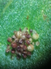 Polypodium × mantoniae