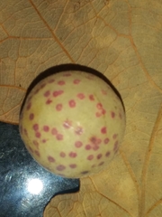 Atrusca quercuscentricola