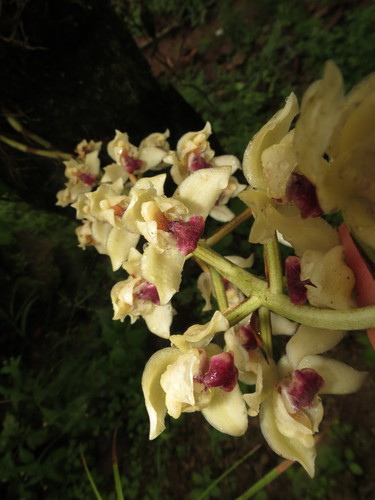 Lacaena bicolor