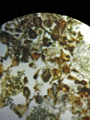 Polypodium × mantoniae