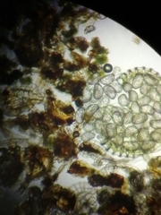 Polypodium × mantoniae