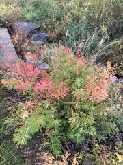 Euphorbia palustris