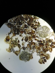 Polypodium × mantoniae