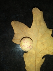 Atrusca quercuscentricola