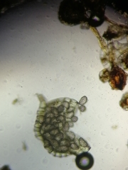 Polypodium × mantoniae