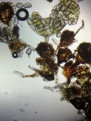 Polypodium × mantoniae