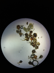 Polypodium × mantoniae