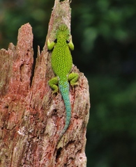 Sceloporus hondurensis