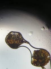 Polypodium × mantoniae