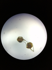 Polypodium × mantoniae