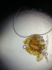 Polypodium × mantoniae