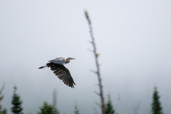 Ardea herodias herodias