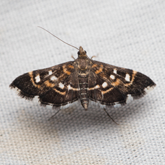 Diathrausta
