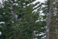 Ardea herodias herodias