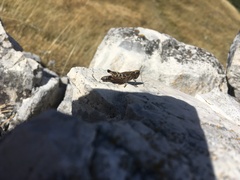 Stenobothrus apenninus