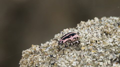 Eudiagogus rosenschoeldi