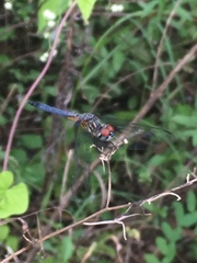 Pachydiplax longipennis