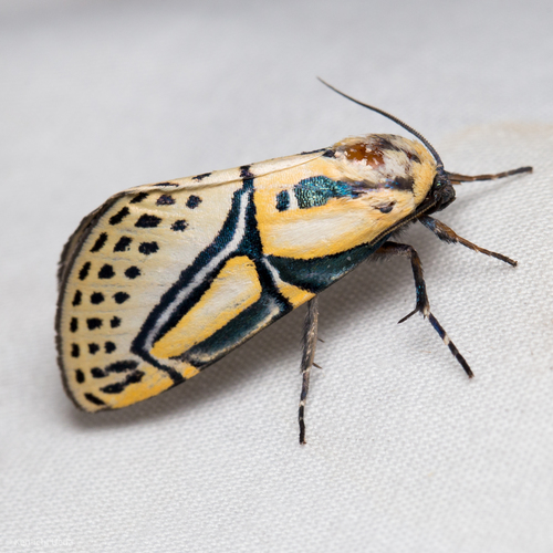 Photo of Hieroglyphic Moth (Diphthera festiva)