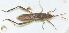 Nemausus sordidatus