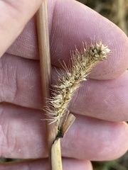Setaria italica