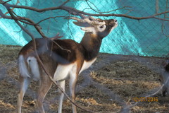 Antilope