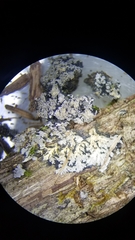 Pannaria conoplea image