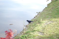 Corvus corone corone