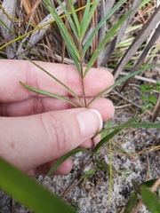 Asclepias pedicellata image