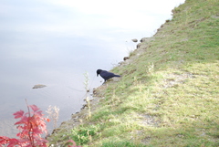 Corvus corone corone