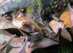 Hill Garden Bug-Eyed Frog photo 5