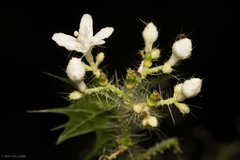 Cnidoscolus angustidens