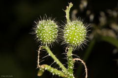 Cnidoscolus angustidens