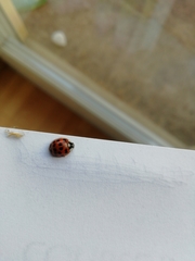 Harmonia axyridis